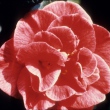 Virginia Carlyon
